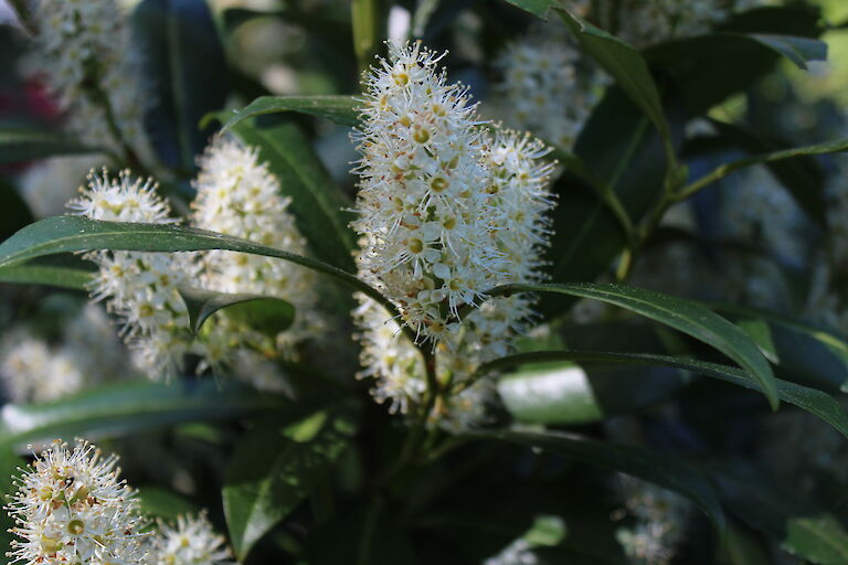 Prunus laurocerasus 'Mount Vernon'