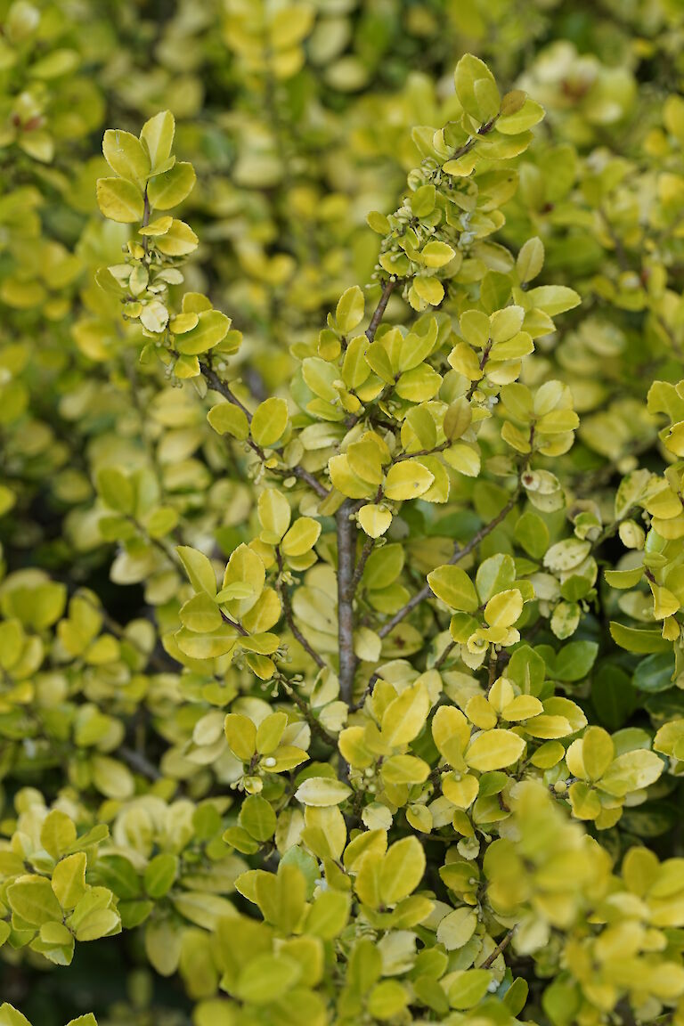 Ilex crenata Golden Gem