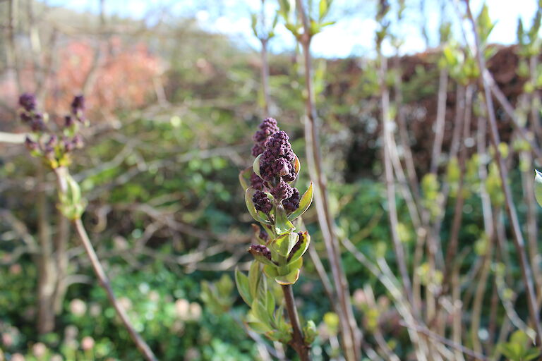 Syringa vulgaris knospig