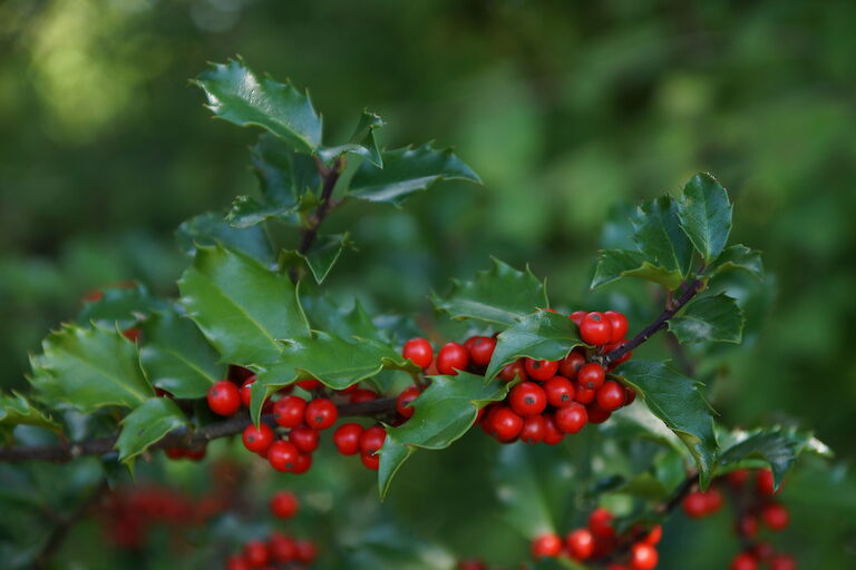 Ilex meserveae 'Blue Princess'