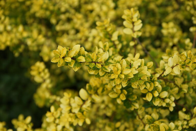 Ilex crenata 'Golden Gem'