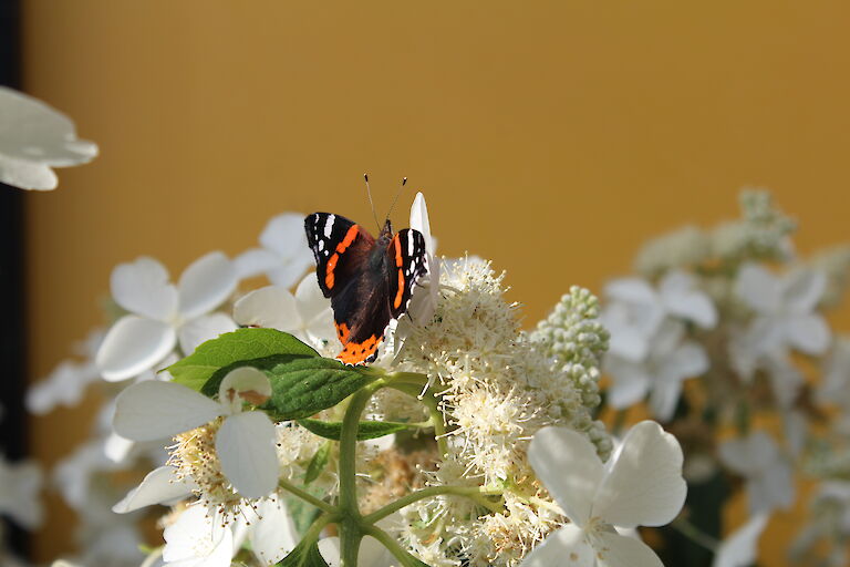 Hydrangea paniculata 'Butterfly' Insekt