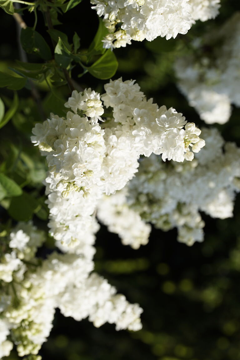 Syringa vulgaris Monique Lemoine