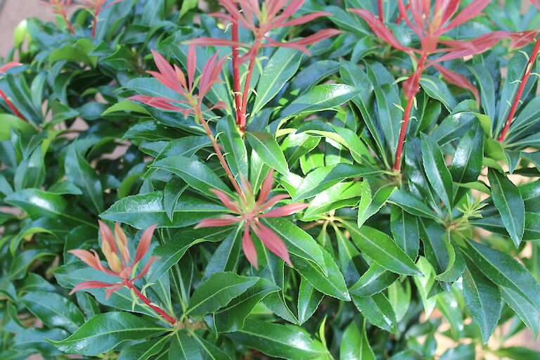 Pieris japonica