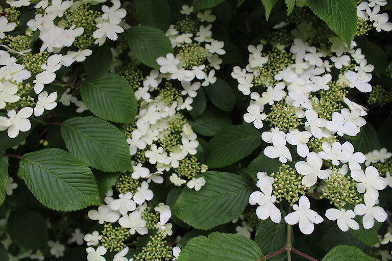 Viburnum plicatum 'Mariesii'