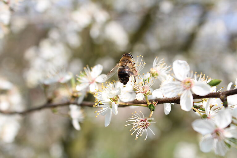 Prunus domestica ssp. syriaca Insekt