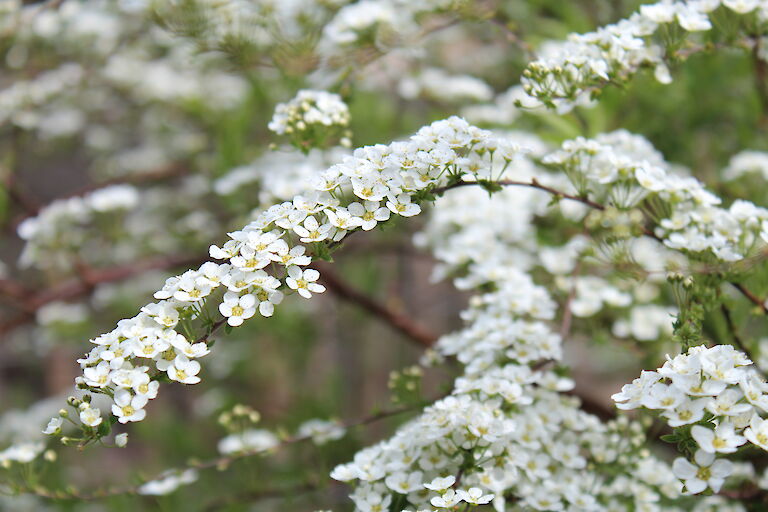 Spiraea Grefsheim