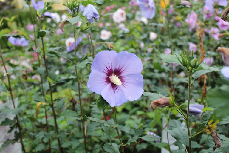 Hibiscus blau