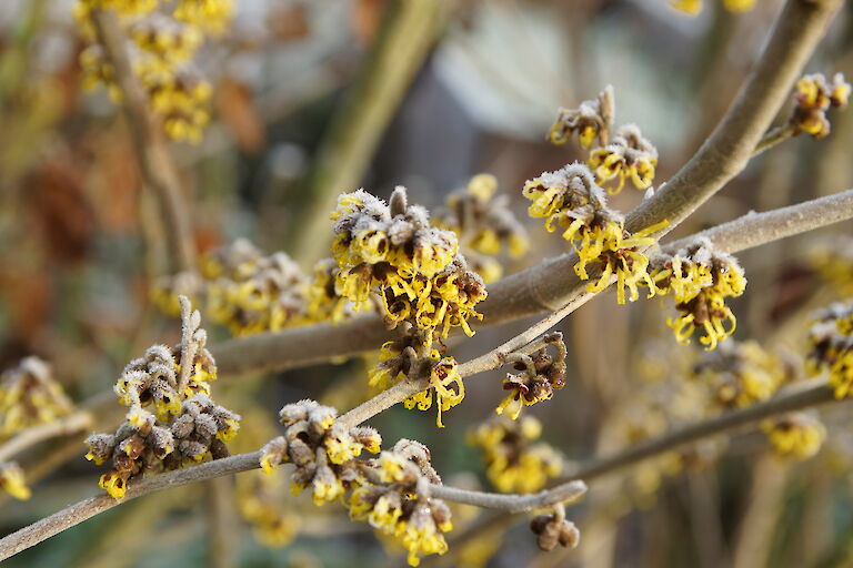 Hamamelis Winter