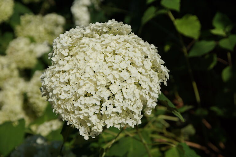 Hydrangea arborescens 'Annabelle'