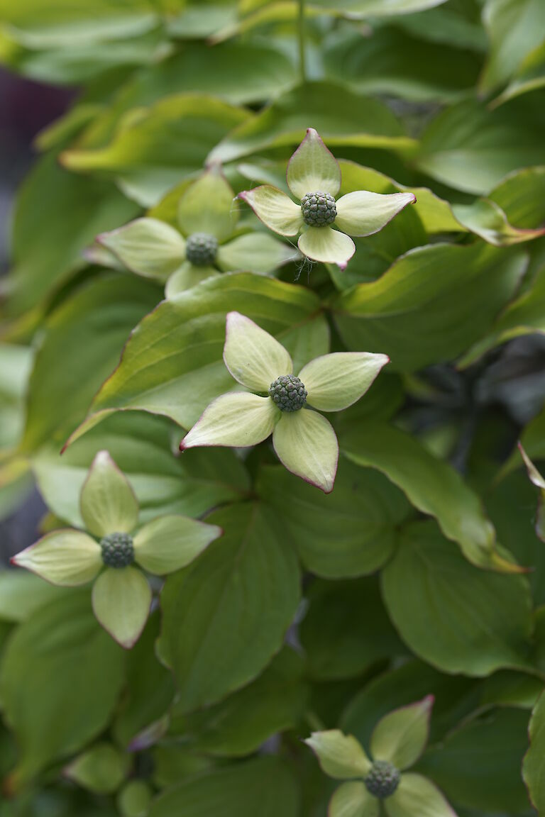 Cornus kousa var. chinensis Kreuzdame