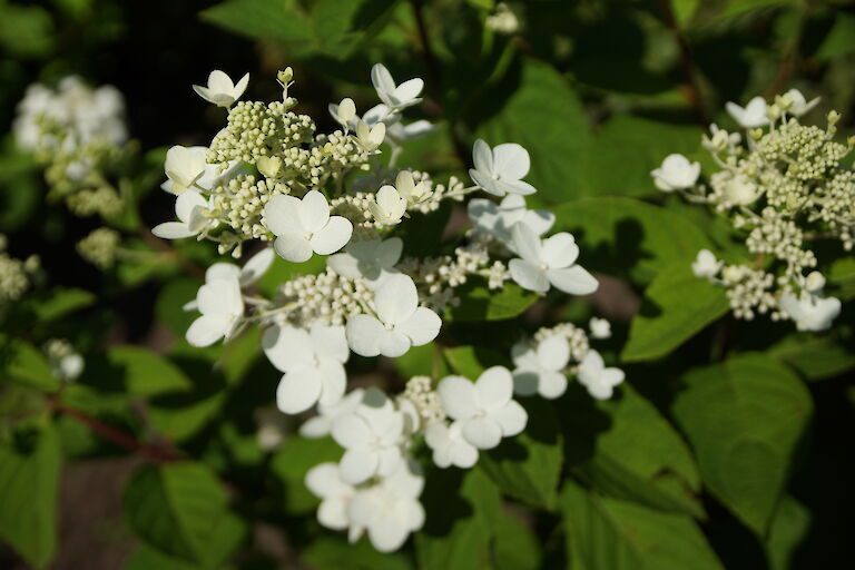 Hydrangea paniculata 'Pink Diamond'