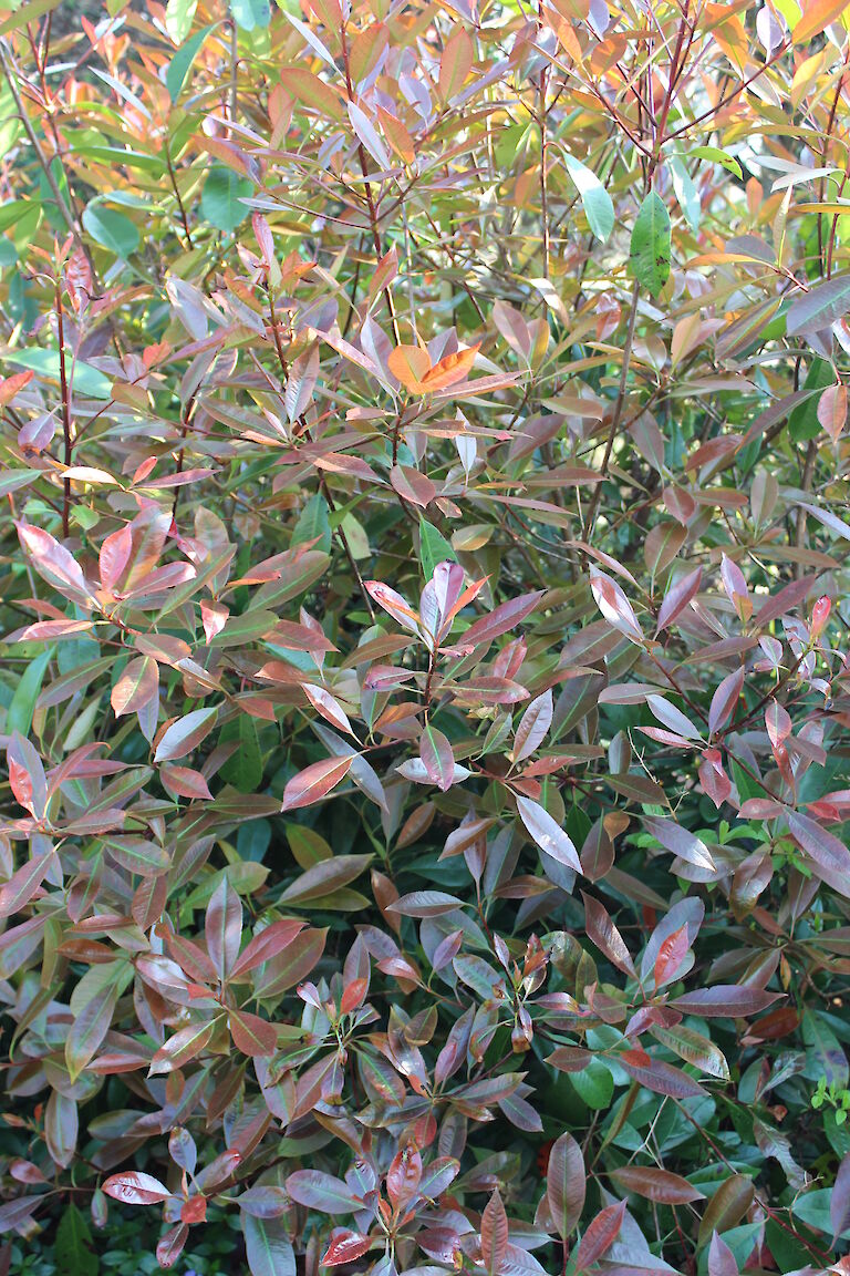 Photinia fraseri 'Red Robin'