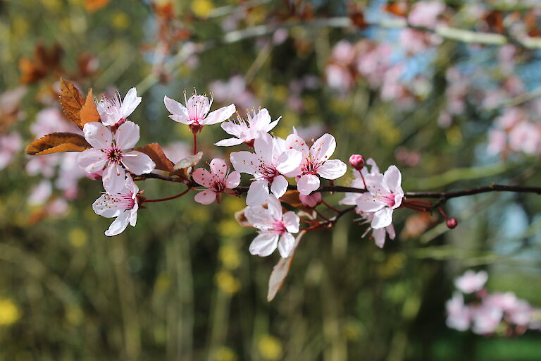 Prunus cerasifera 'Nigra'