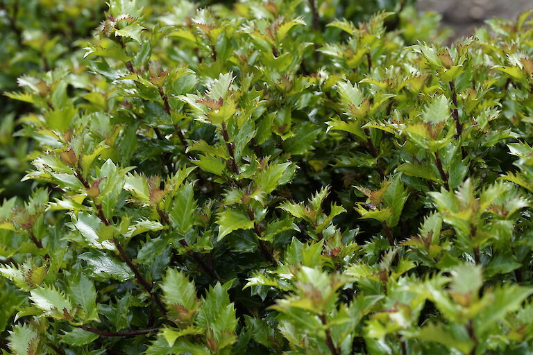 Ilex x meserveae Little Rascal