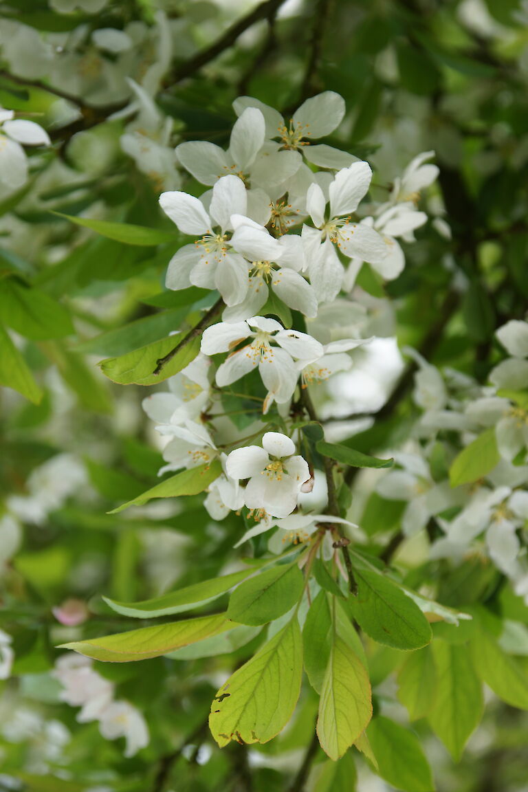 Malus 'Harvest Gold'