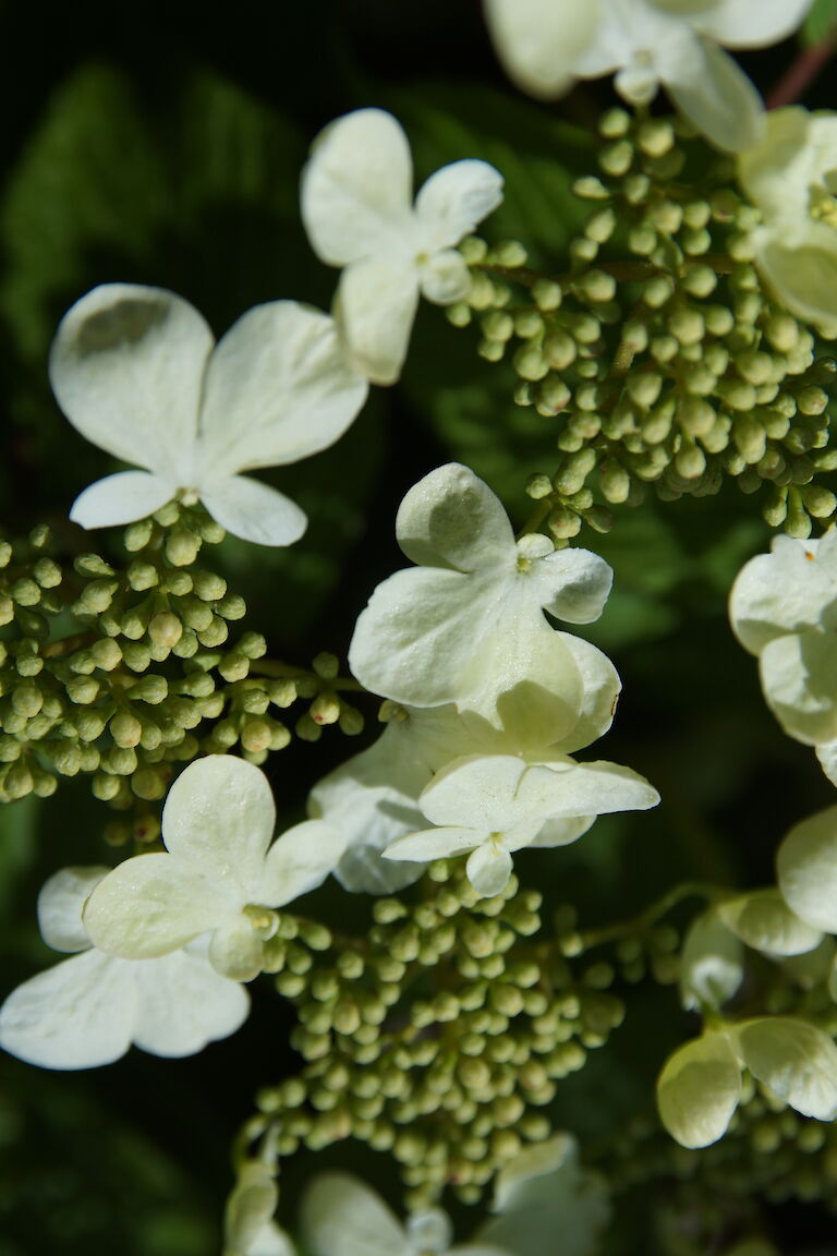 Viburnum plicatum 'Mariesii'