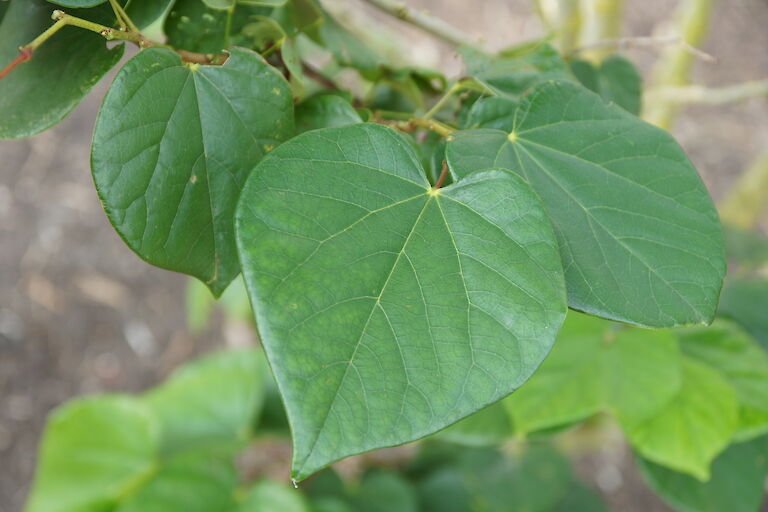 Cercis chinensis 'Avondale'