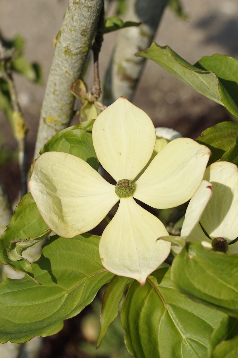 Cornus florida Venus