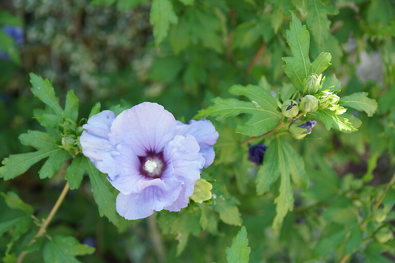 Hibiscus Blüte blau