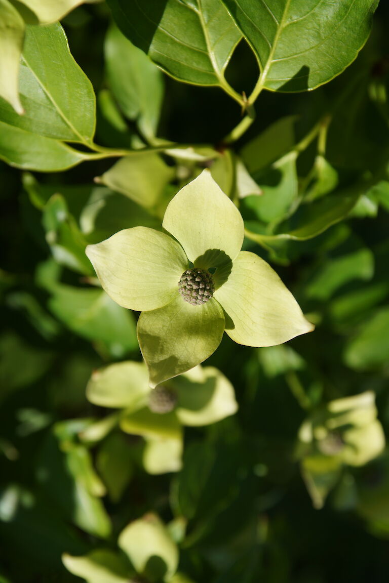 Cornus kousa var. chinensis 'China Girl'