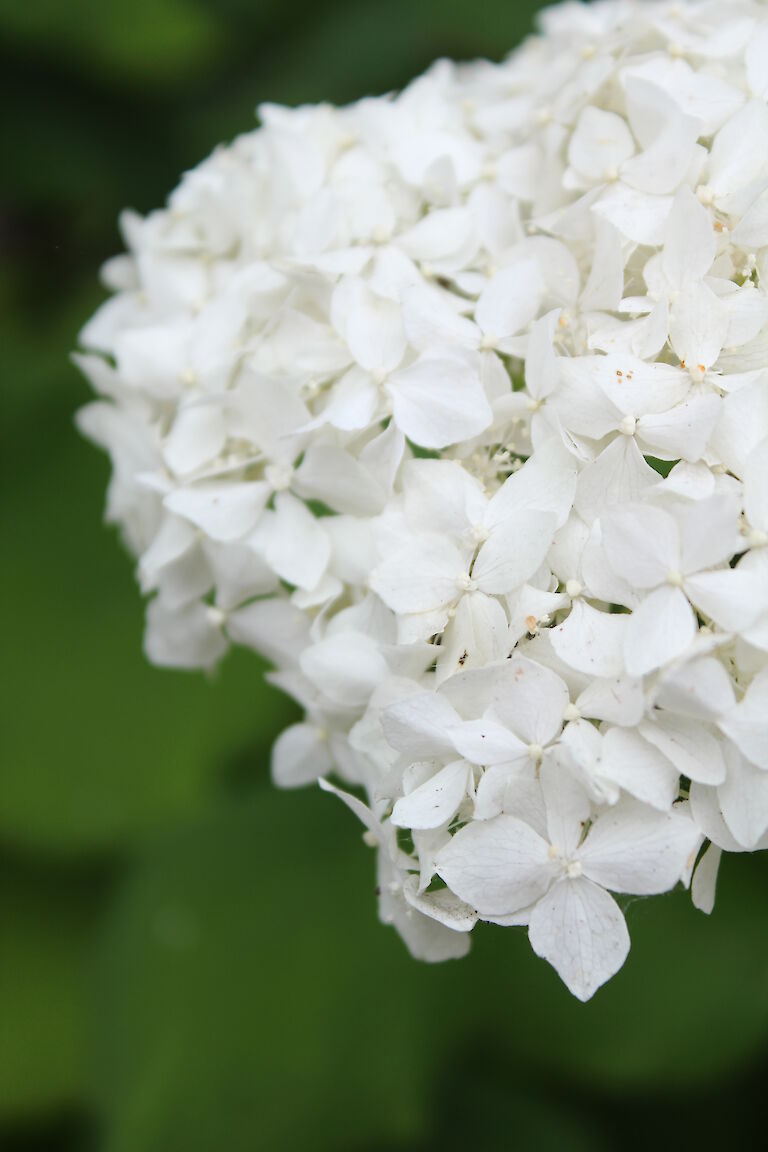 Hydrangea arborescens 'Annabelle'