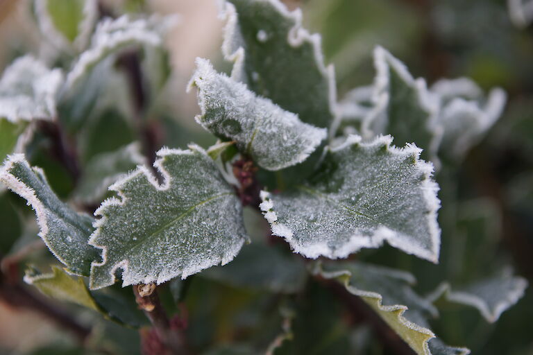 Ilex meserveae 'Blue Princess' Winter