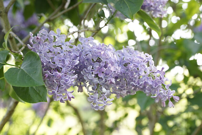 Syringa vulgaris Ostankino