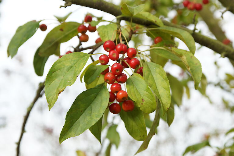 Malus 'Red Jewel'