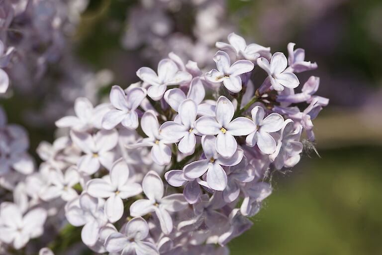 Syringa vulgaris Zukunft