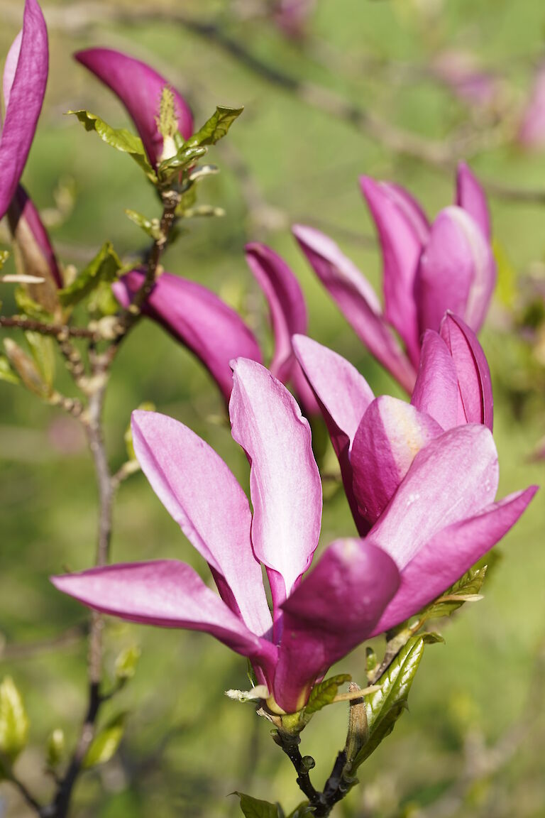 Magnolia lilliflora 'Susan'