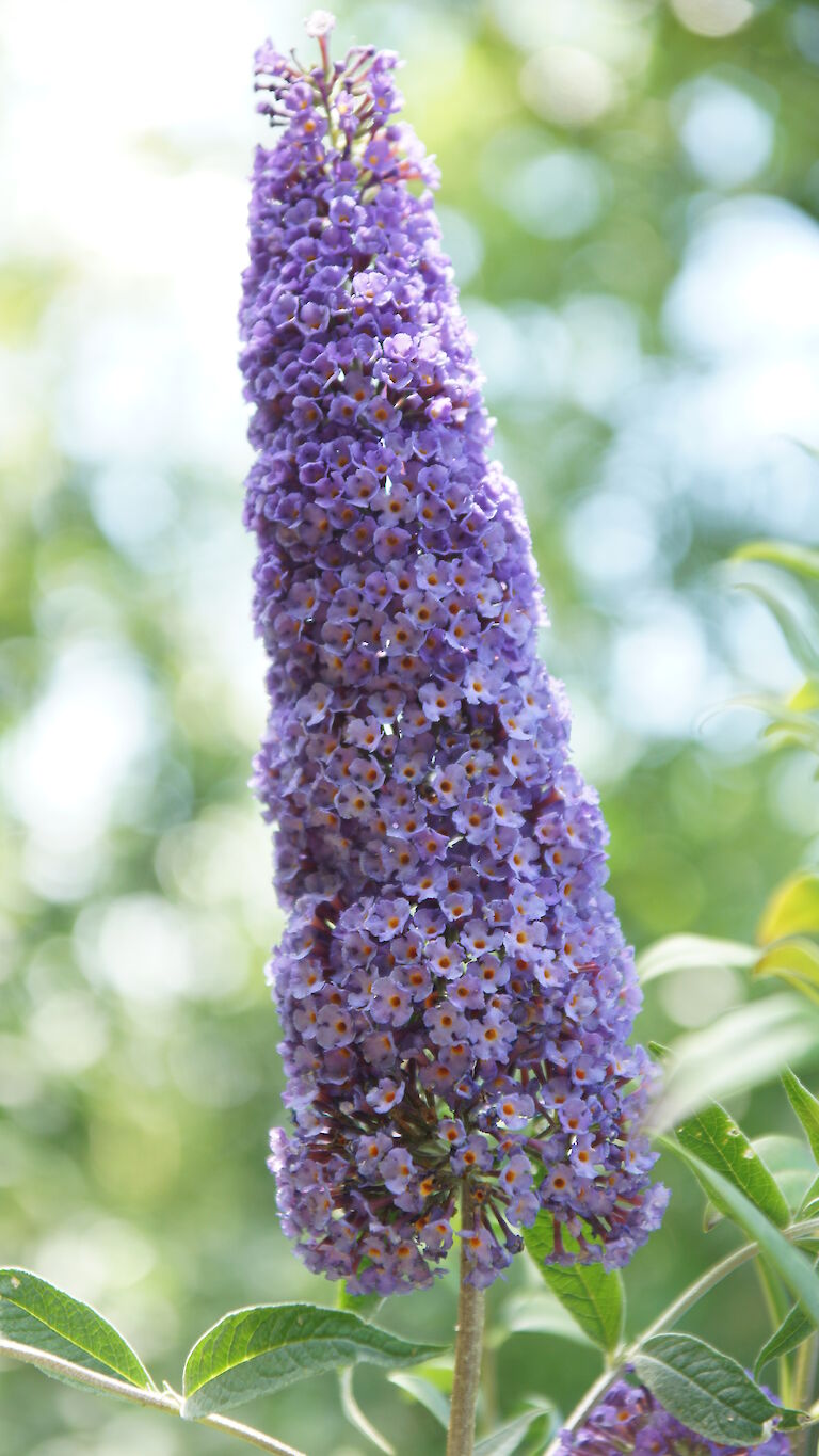 Buddleja davidii