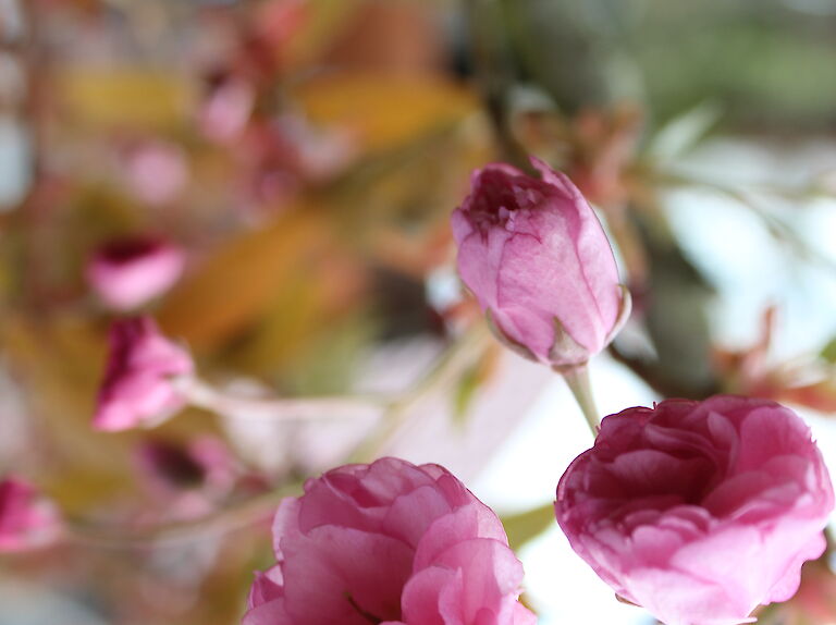 Prunus serrulata 'Kanzan'