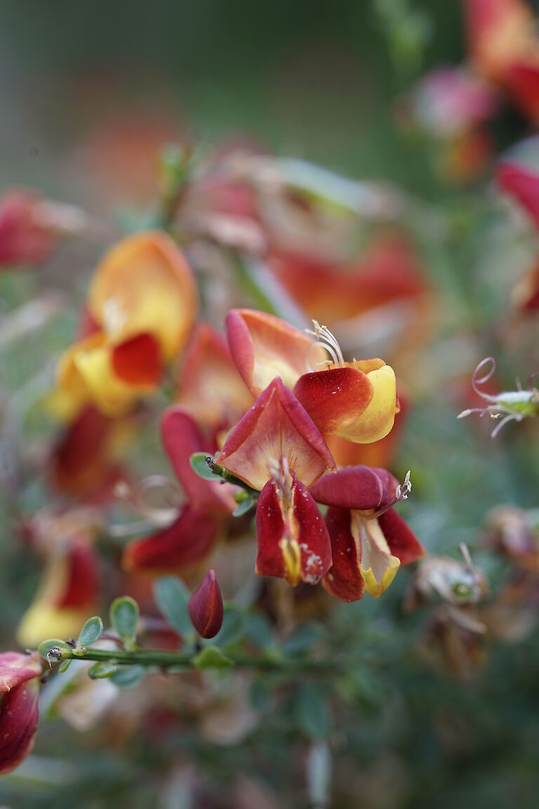 Cytisus