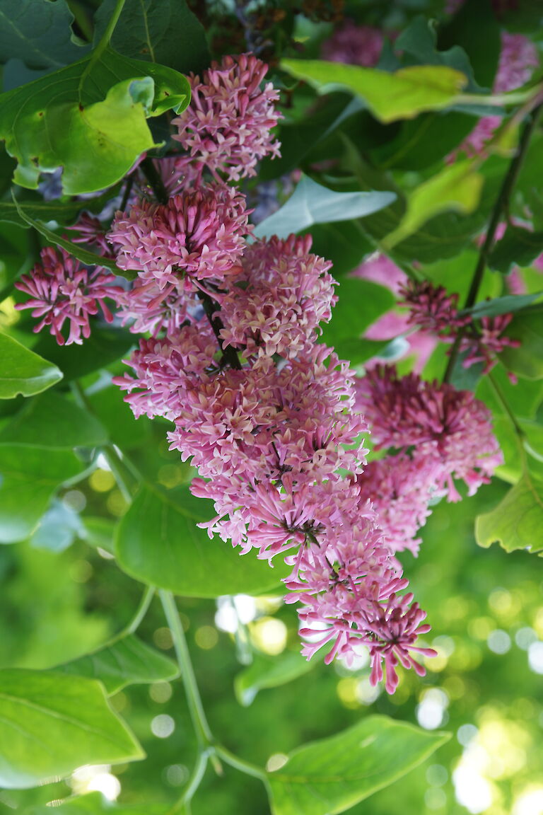 Syringa prestoniae 'Miss Canada'