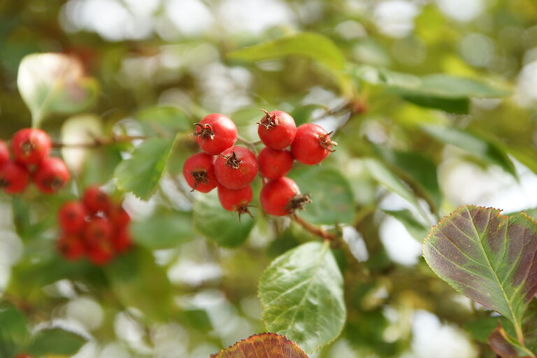 Sorbus aria