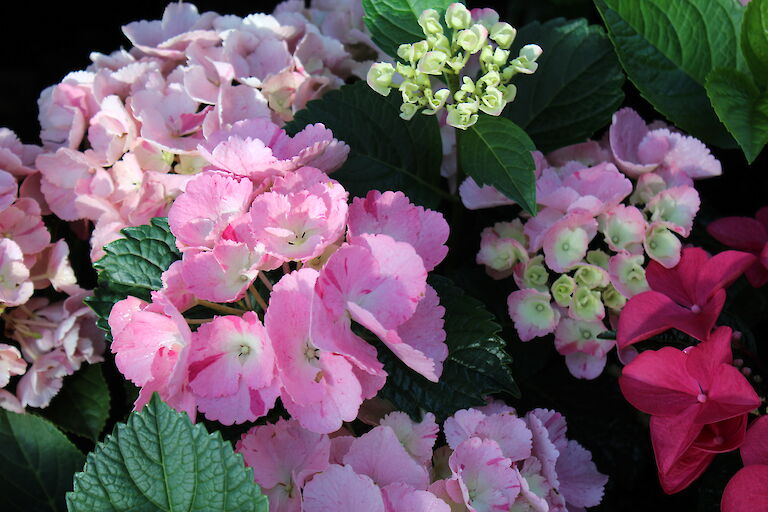 Hydrangea macrophylla