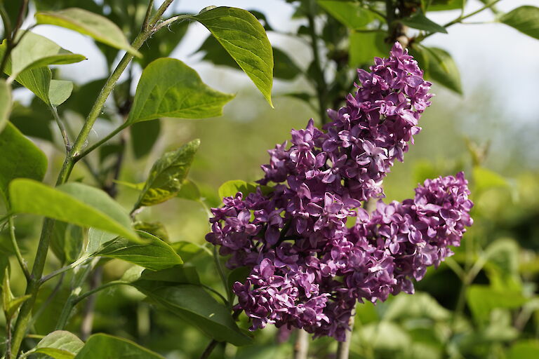 Syringa vulgaris Charles Joly