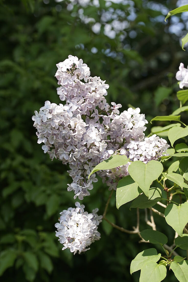 Syringa vulgaris Blue Skies