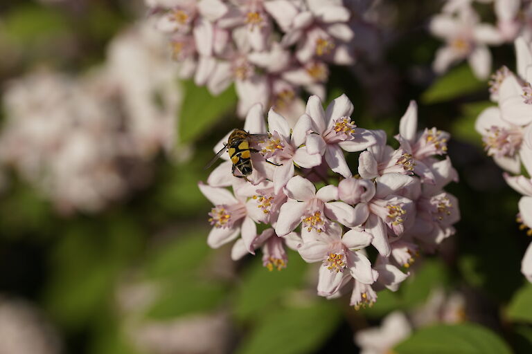 Deutzia Mont Rose Insekt