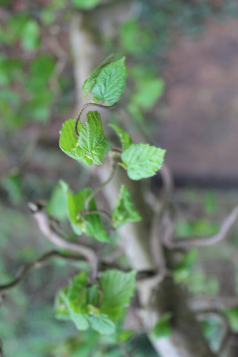 Corylus contorta avellana