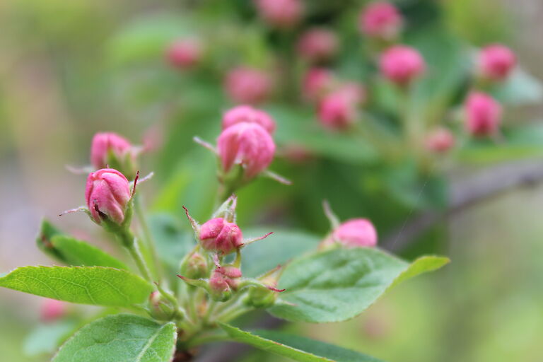 Malus Red Sentinel