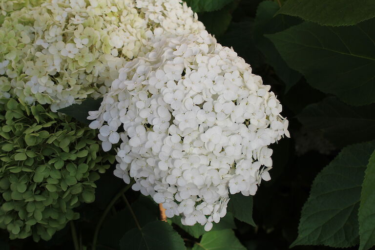 Hydrangea arborescens 'Annabelle'