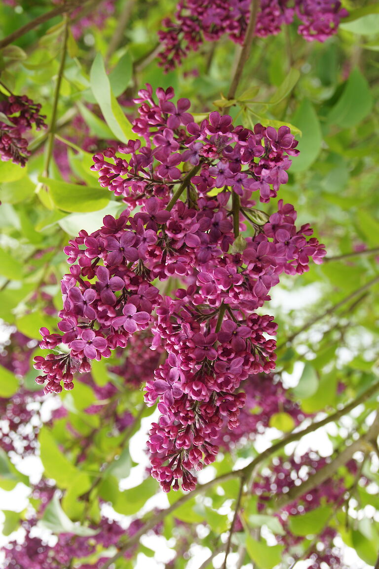 Syringa vulgaris Ludwig Spaeth