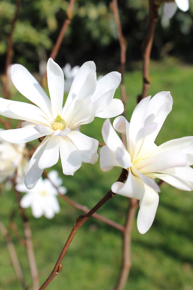 Magnolia stellata 'Royal Star'