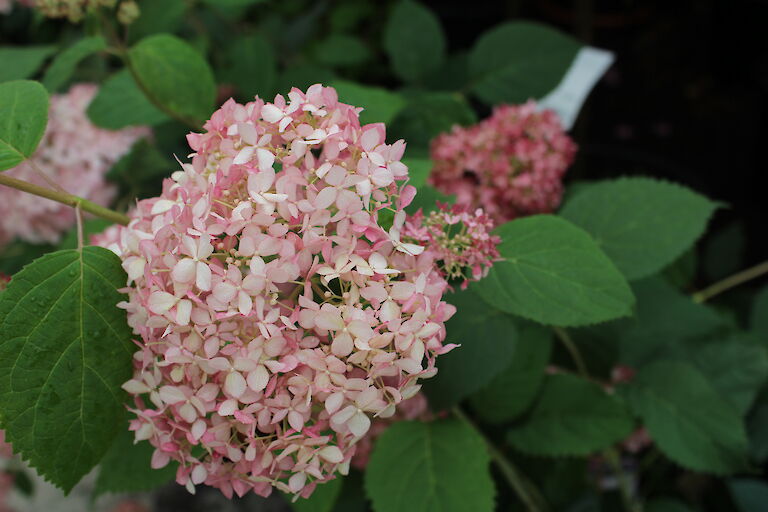 Hydrangea arborescens 'Pink Annabelle'