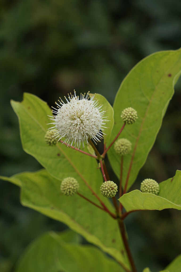 Cephalanthus occidentalis