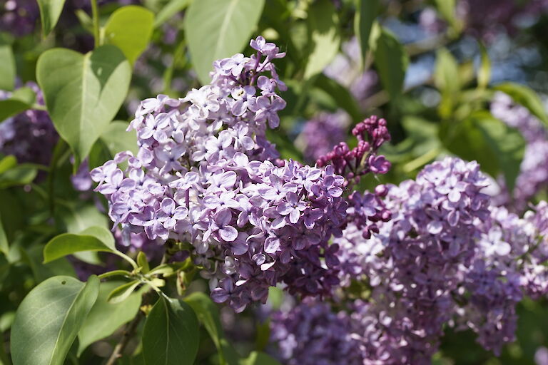 Syringa vulgaris Clarance D.v.Zandt