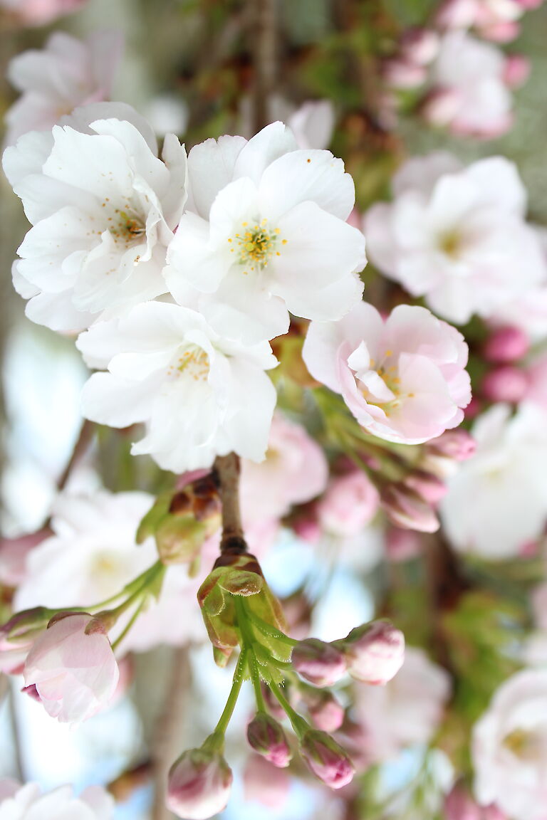 Prunus serrulata