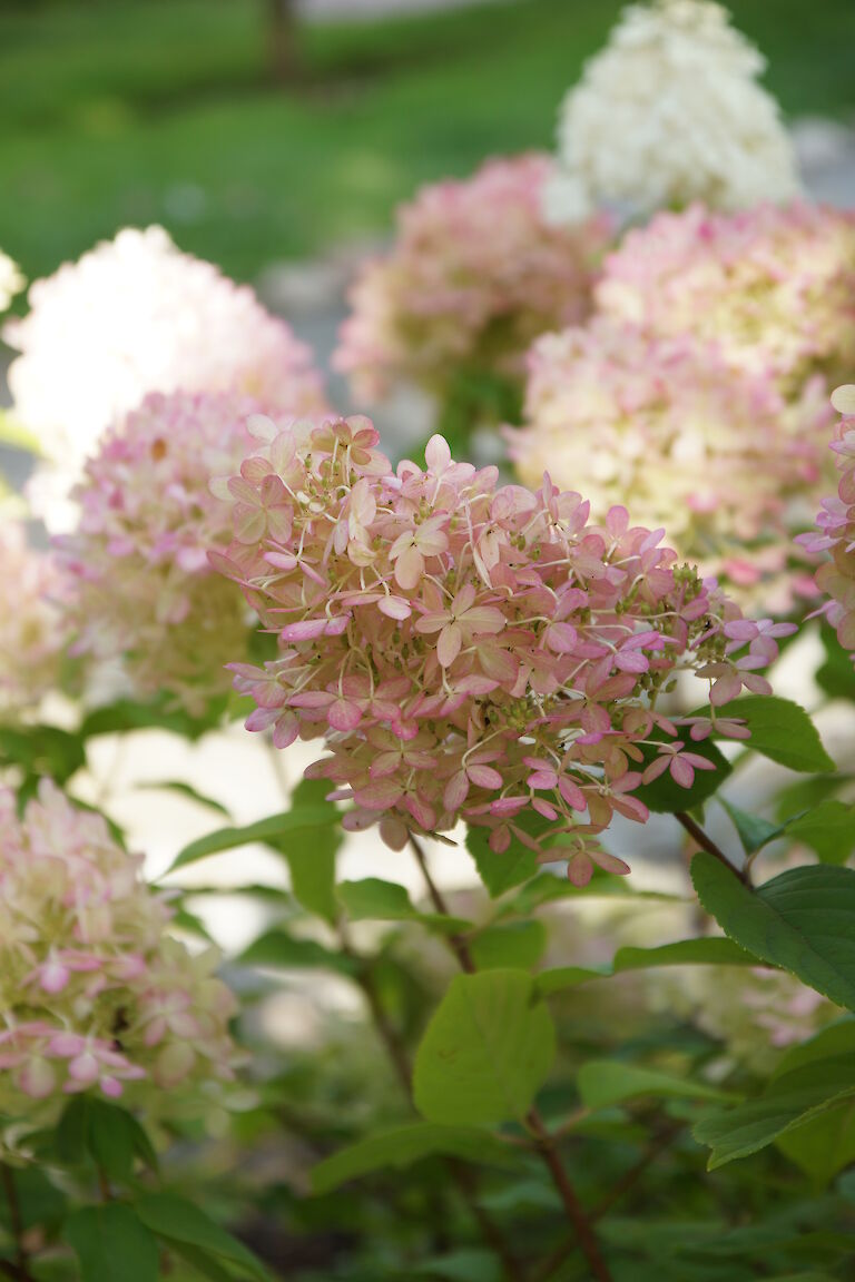  Hydrangea paniculata 'Limelight'